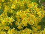 Ragwort - Buachalln Bu